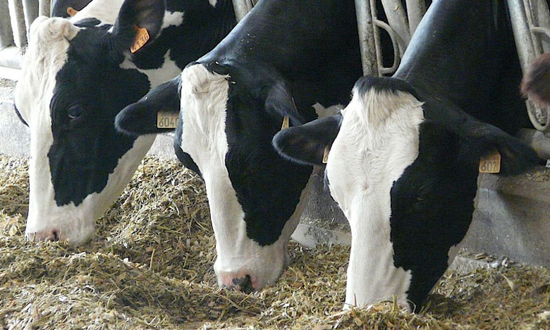 العجلات الحلوب المستوردة..شروط جديدة للاستفادة من الدعم E177fba766757b9cb25c7683937a6aea