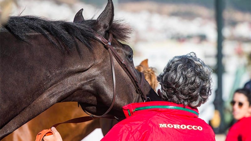 تطوان .. انطلاق فعاليات الدورة ال13 للدوري الملكي المغربي للقفز على الحواجز Mrt 03102019