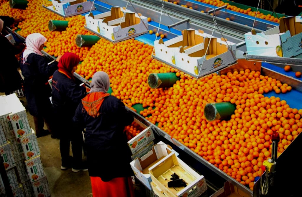 صادرات البرتقال المغربي إلى الولايات المتحدة تحقق أرقاماً قياسية في 2024 Img 3601