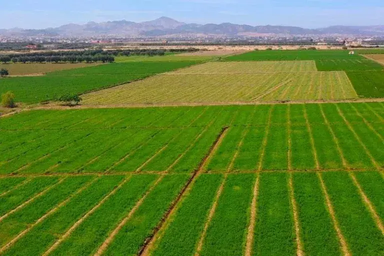 أمطار أبريل تنعش آمال الفلاحين وتحسن الوضع الزراعي Pluie agriculture region de l oriental2 768x512 1