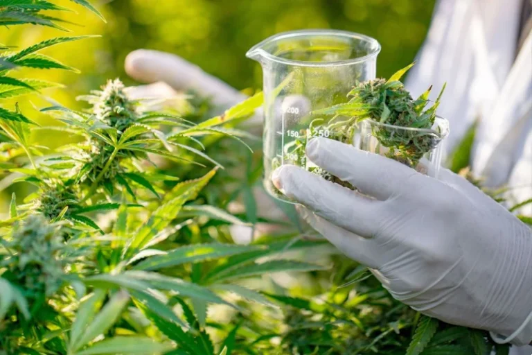 Cannabis medical