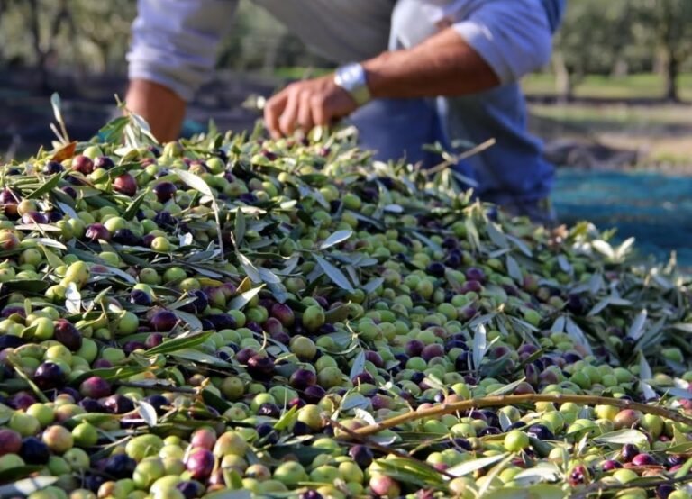 ارتفاع متوقع في إنتاج الزيتون بالمغرب Img 0062